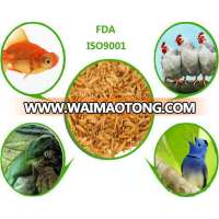 poultry feed dried mealworm / mealworm for chicken